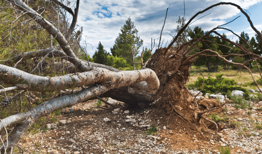 TREE REMOVAL